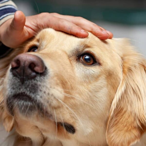 Ajudant les persones i les seves mascotes a romandre juntes mentre accedeixen a recursos socials