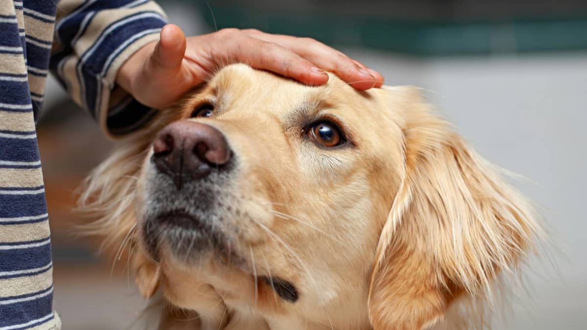 Ajudant les persones i les seves mascotes a romandre juntes mentre accedeixen a recursos socials